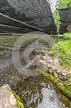 Water flowing on Wasabi plantation field at Daio Wasabi Farm Ã¥Â¤Â§Ã§Å½â¹Ã£âÂÃ£Ââ¢Ã£ÂÂ³Ã¨Â¾Â²Ã¥Â Â´